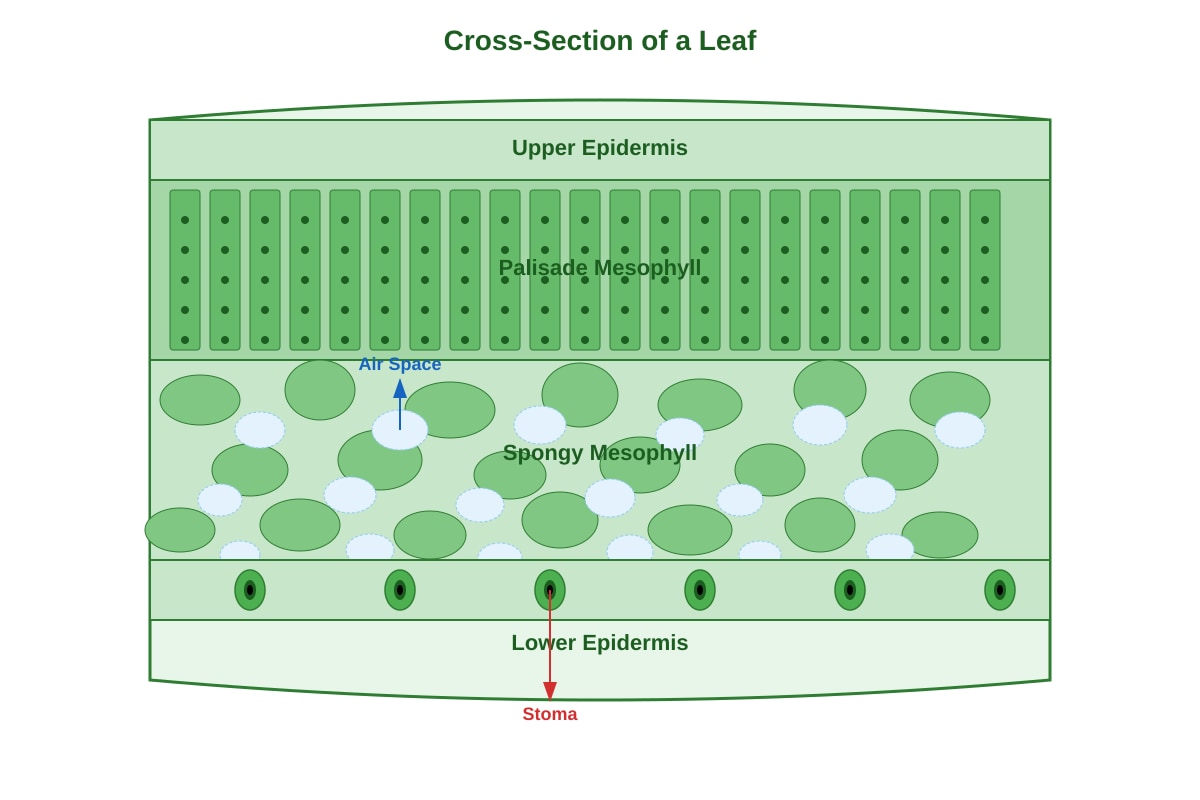 Diagram for Q25 (P5 Science)