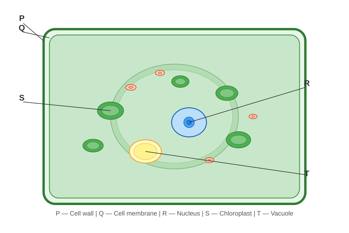 Diagram for Q10 (P6 Science)