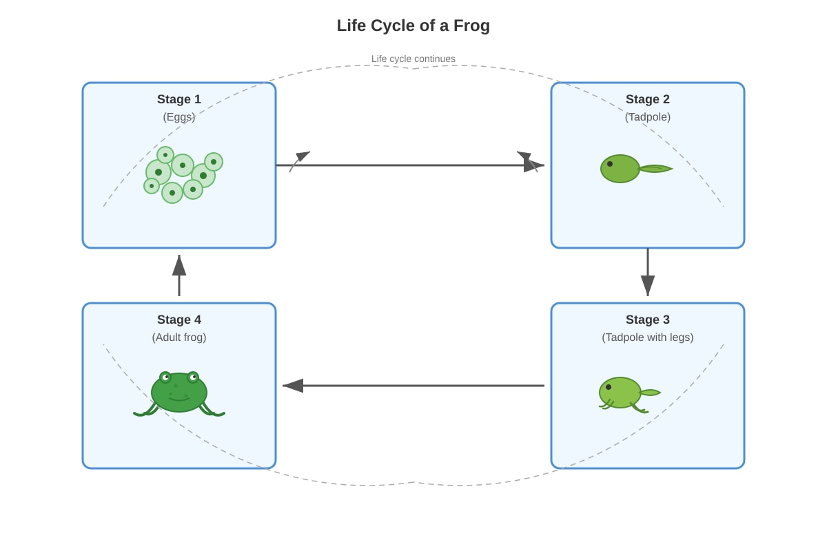 Diagram for Q14 (P3 Science)