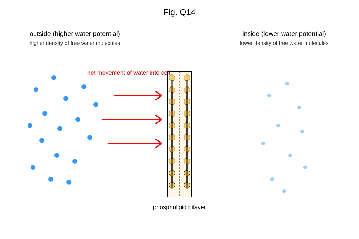 Diagram for 14 (ALEVEL Biology H1)
