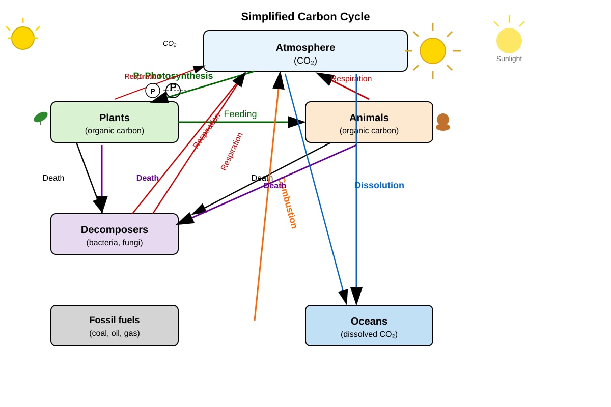 Diagram for Q9 (ALEVEL Biology H1)