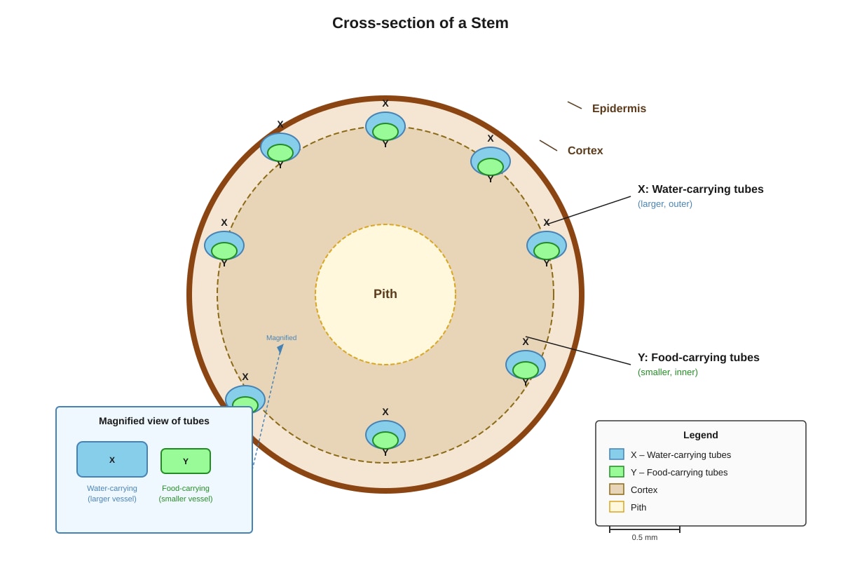 Diagram for Q16 (P4 Science)