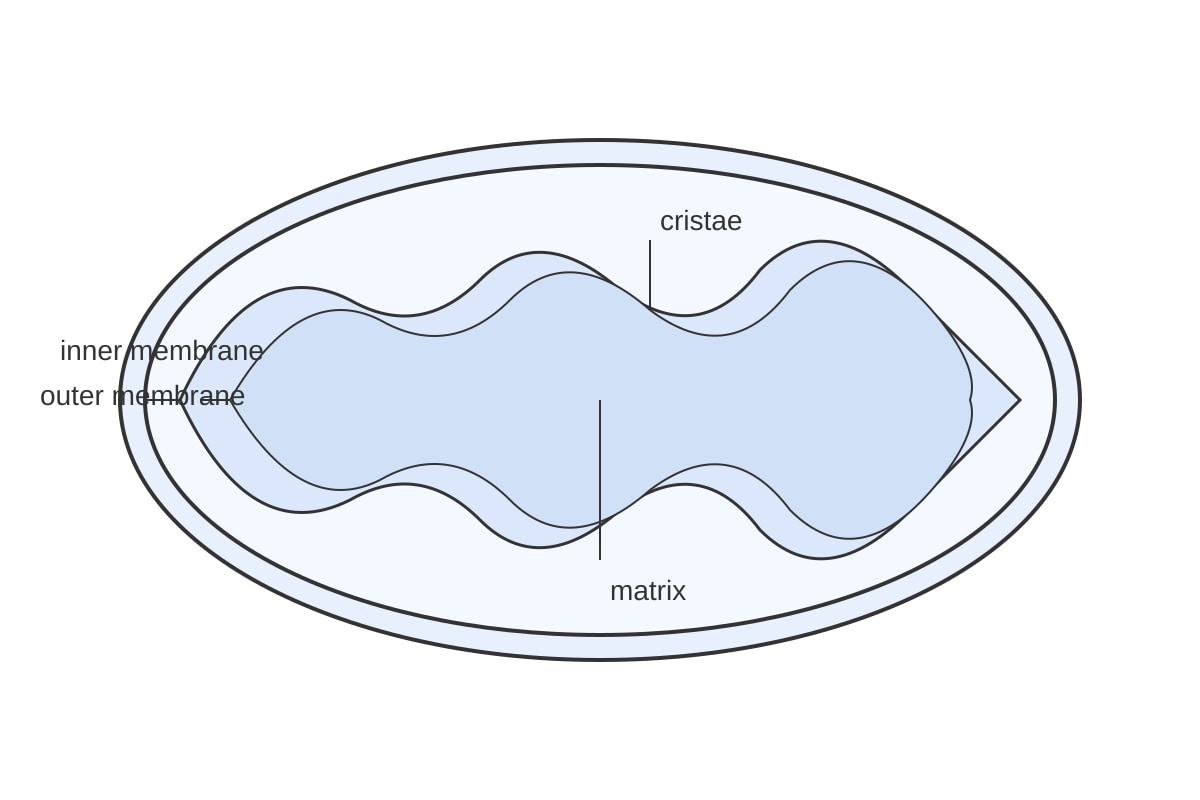 Diagram for 13 (ALEVEL Biology H1)