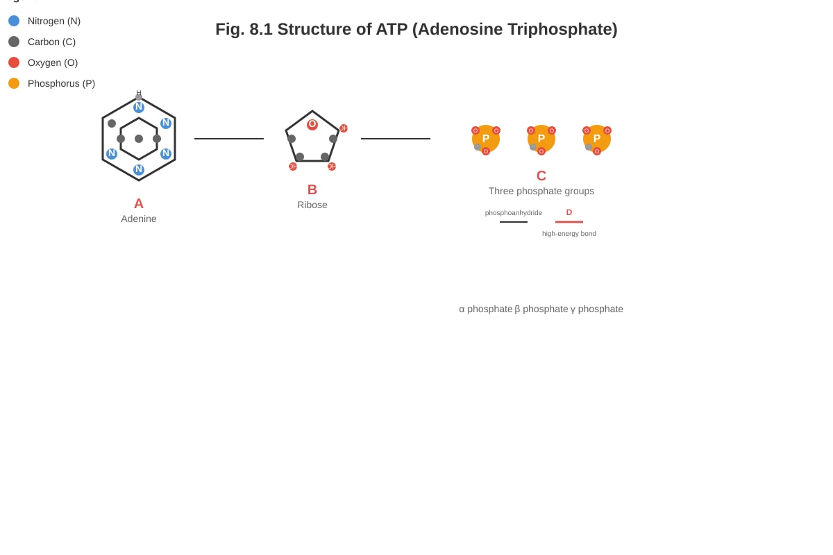 Diagram for Q8 (ALEVEL Biology H2)