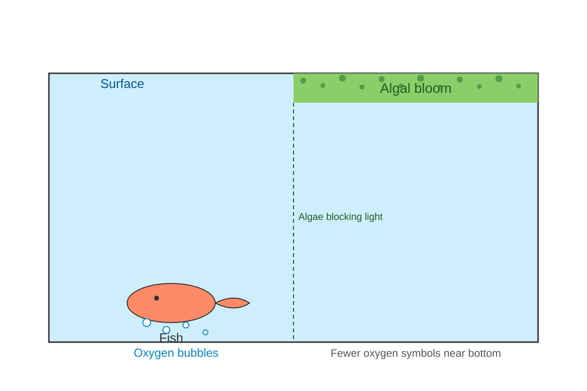 Diagram for Q18 (SEC3 Biology)