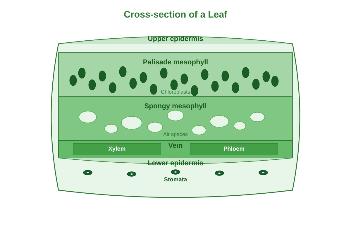 Diagram for Q28 (P4 Science)