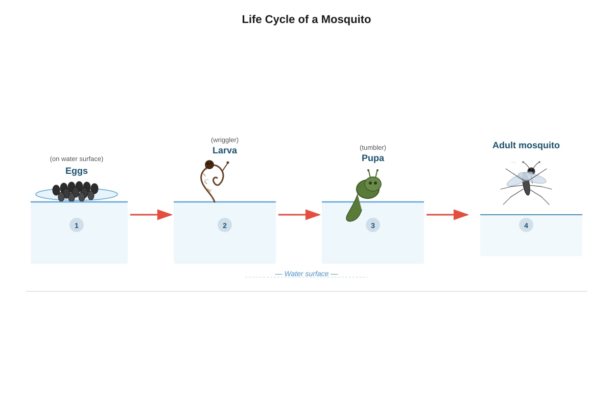 Diagram for Q10 (P3 Science)