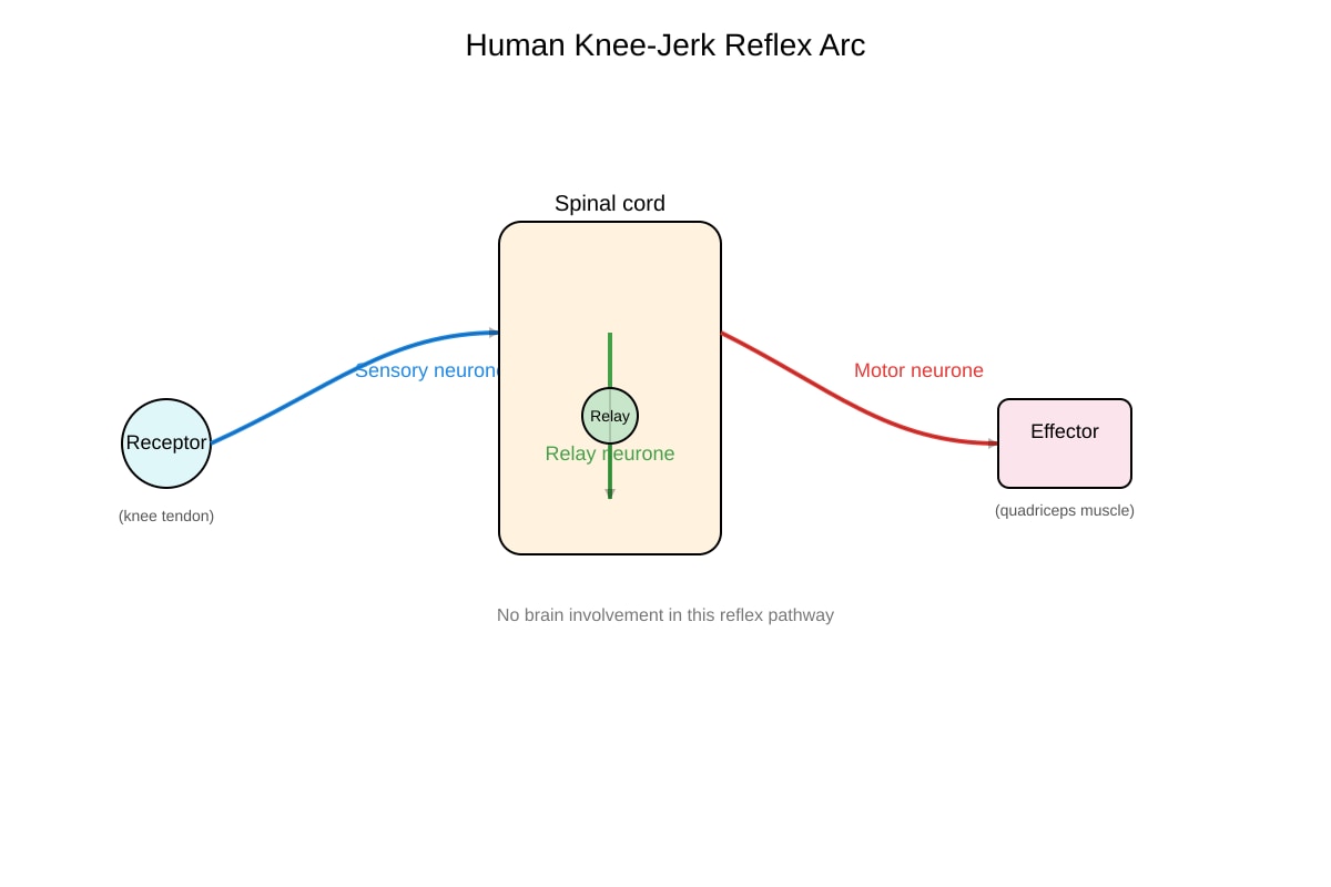 Diagram for Q15 (ALEVEL Biology H1)