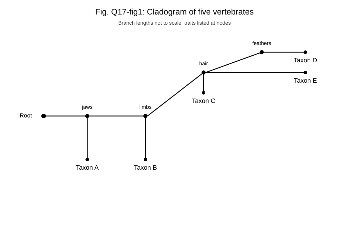 Diagram for Q17 (ALEVEL Biology H2)