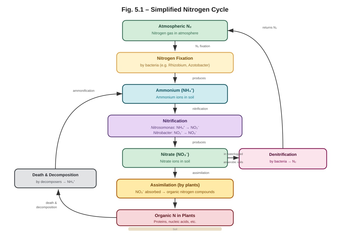 Diagram for placeholder 3 (ALEVEL Biology H2)