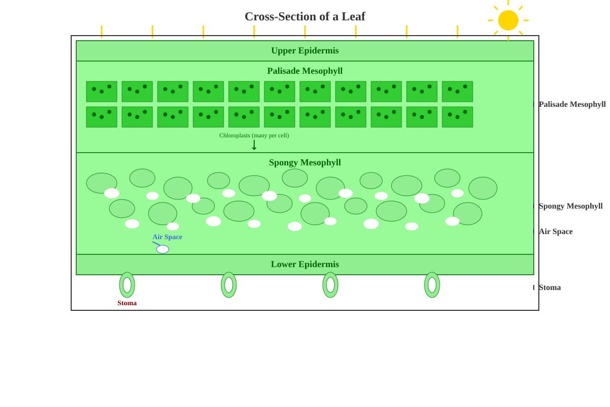 Diagram for Q11 (P5 Science)