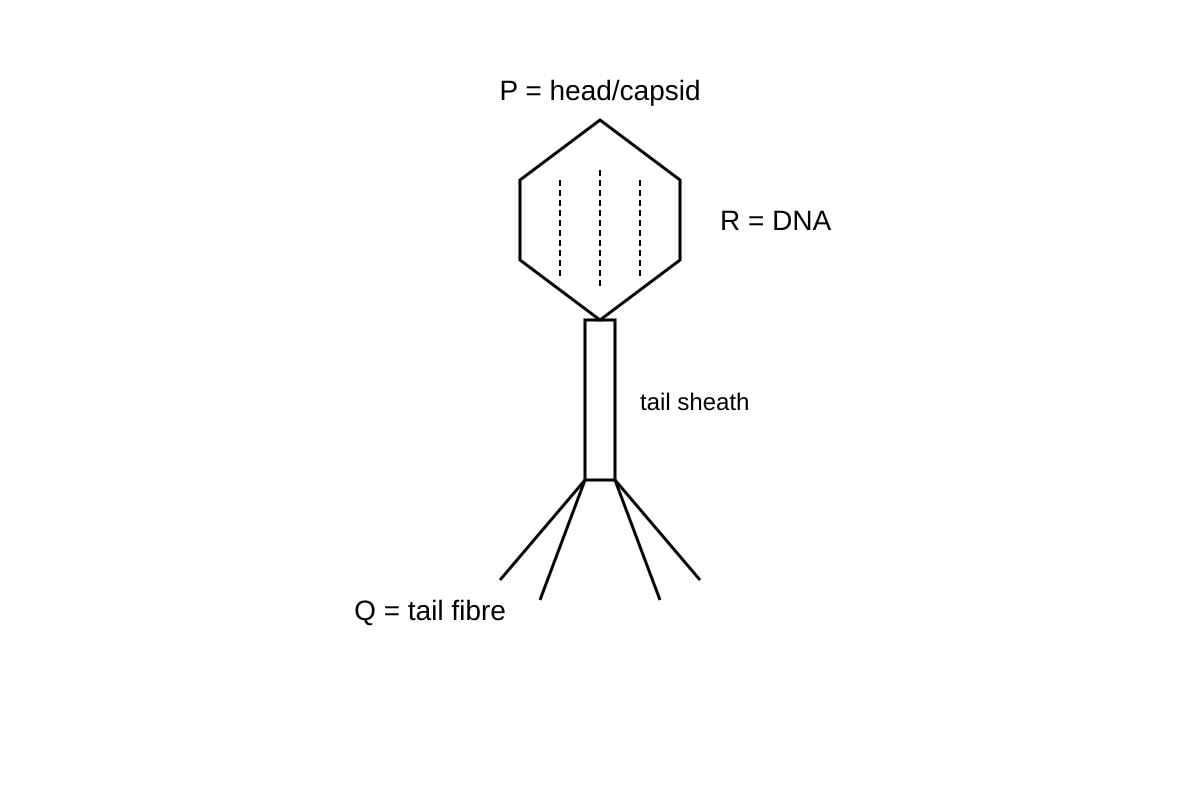 Diagram for Q14 (ALEVEL Biology H2)
