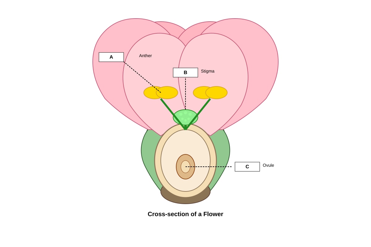 Diagram for Q21 (P5 Science)