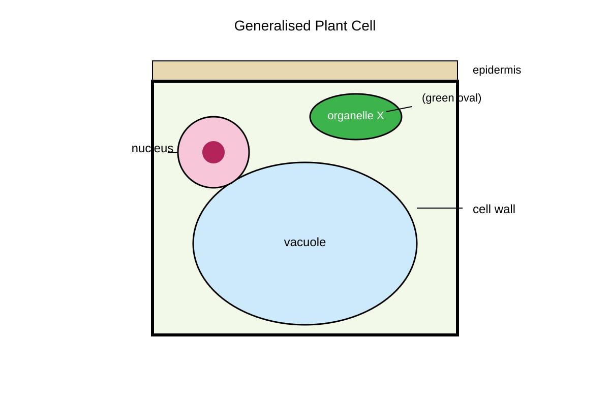 Diagram for Q2 (SEC4 Combined Sci Bio)