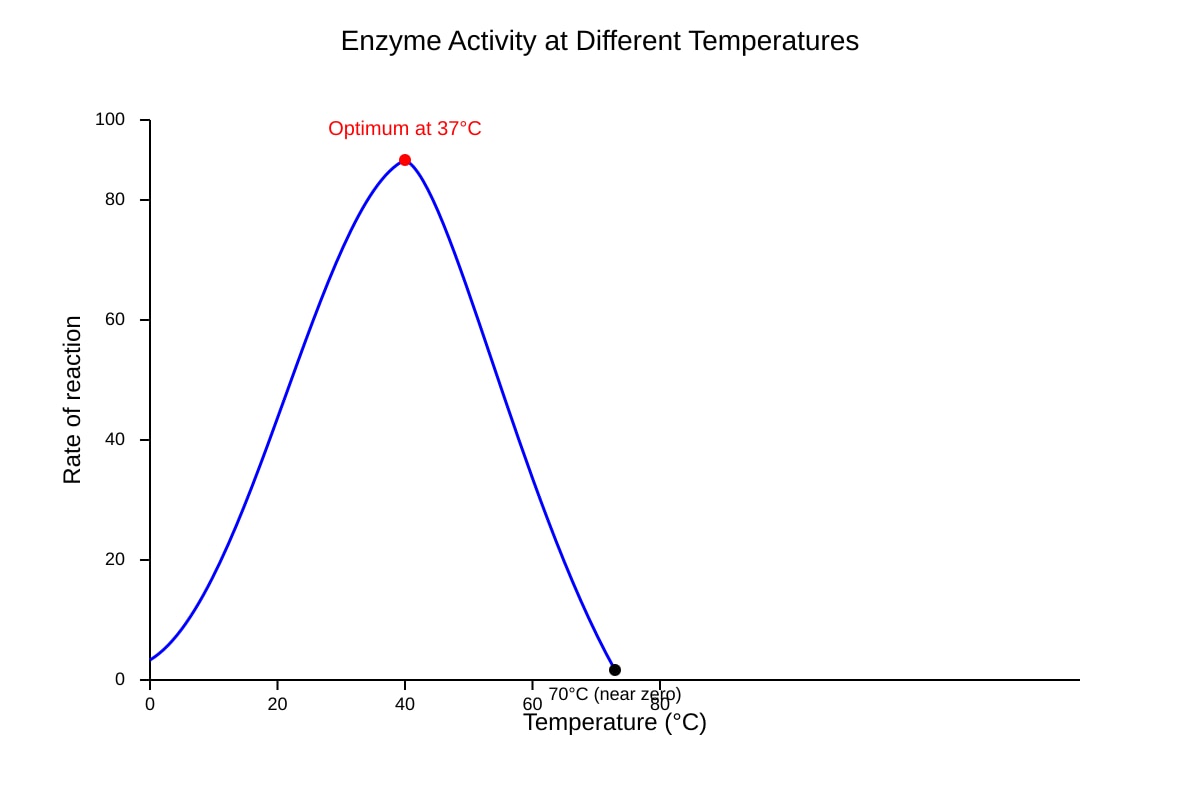 Graph for Q15 (SEC3 Biology)