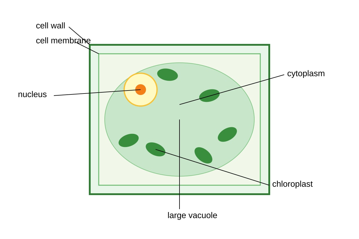 Diagram for Q11 (SEC3 Biology)