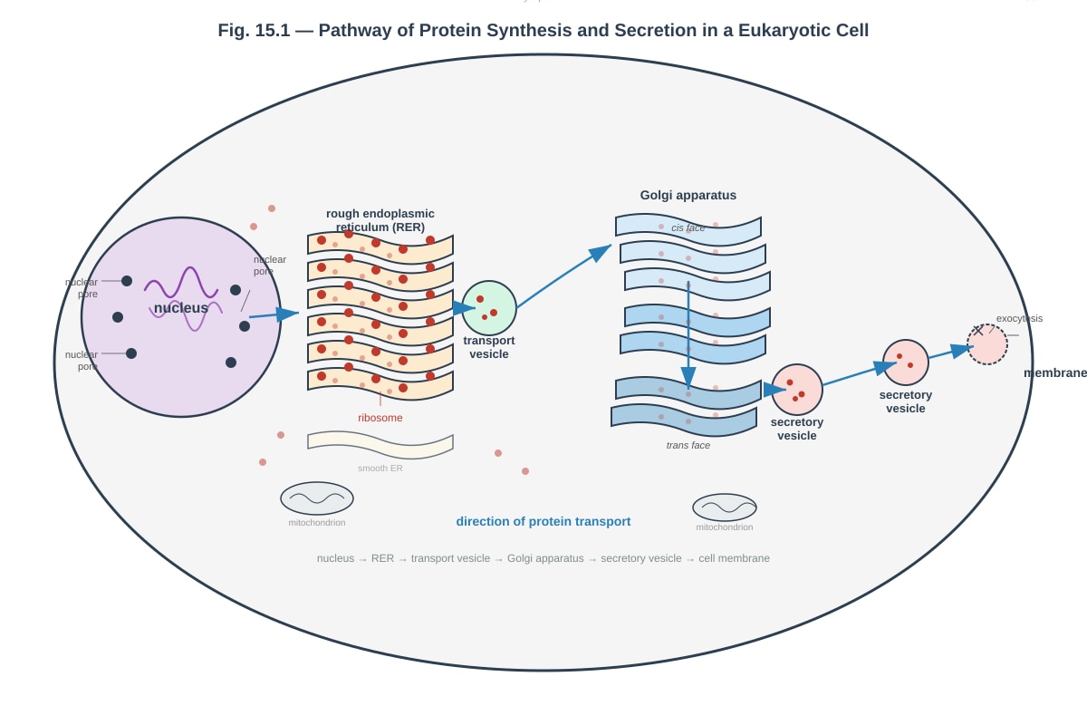 Diagram for Q15 (ALEVEL Biology H1)