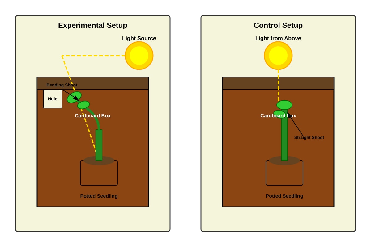 Experimental Setup for Q4 (P6 Science)