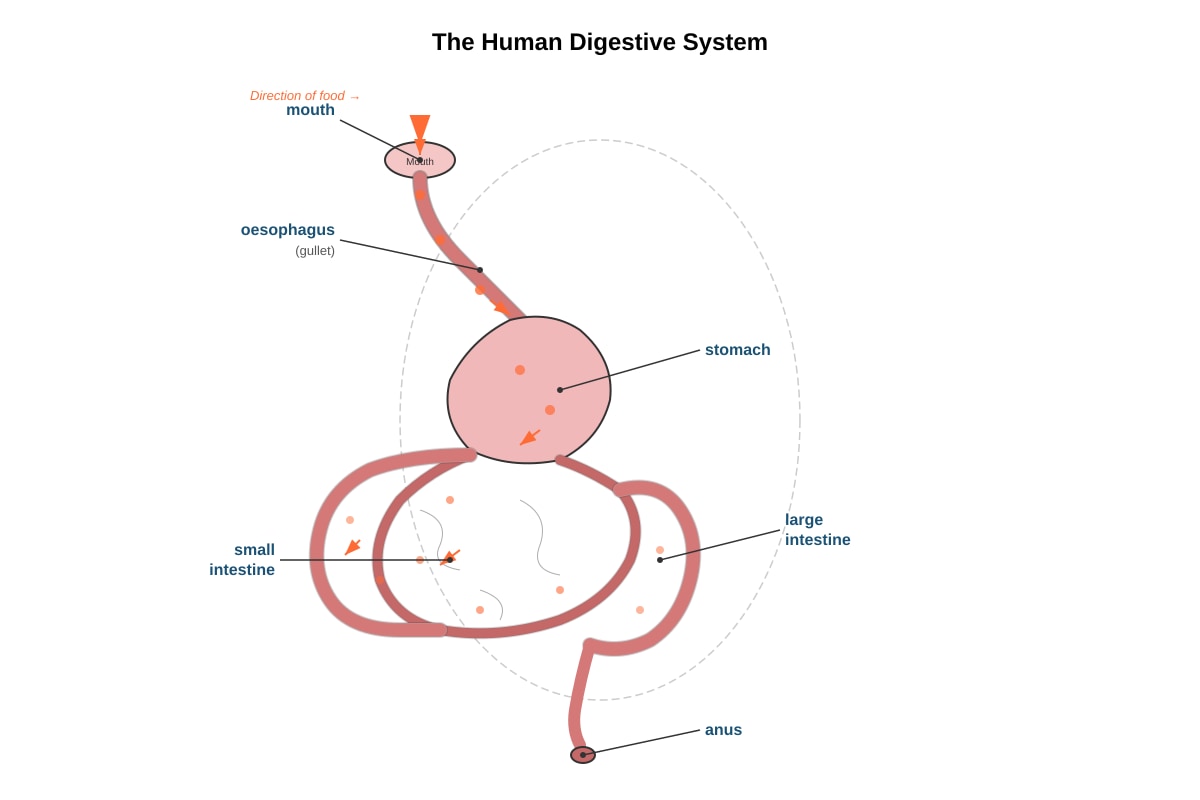 Diagram for Q14 (P3 Science)