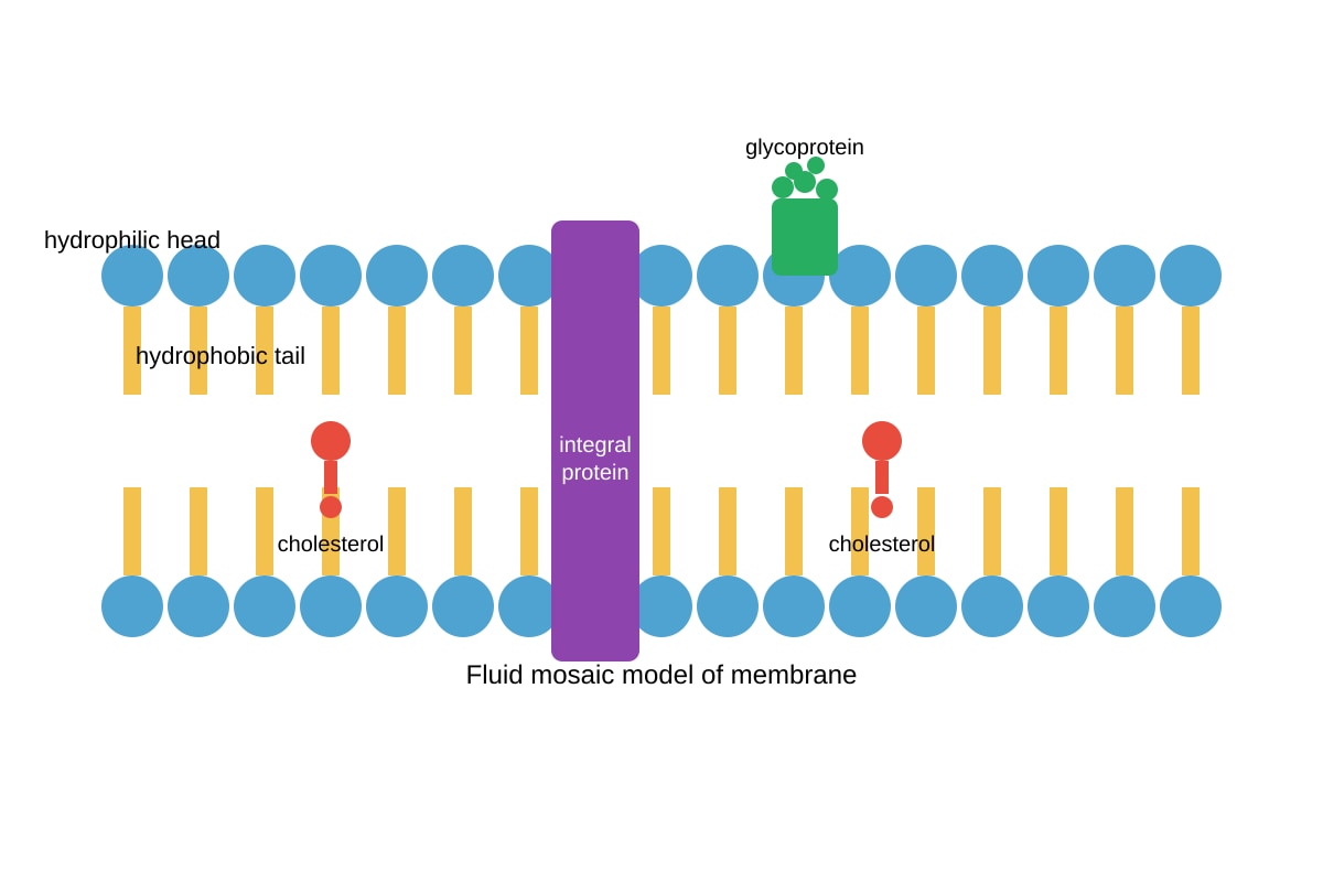 Diagram for 15 (ALEVEL Biology H1)