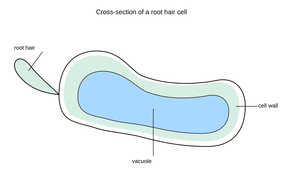 Diagram for Q5 (SEC4 Pure Biology)