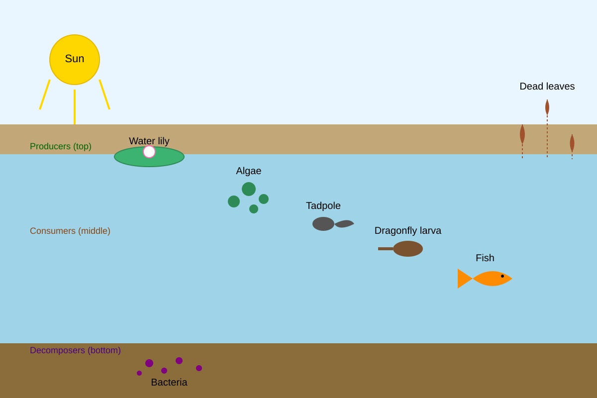 Diagram for Q17 (OLEVEL Biology)