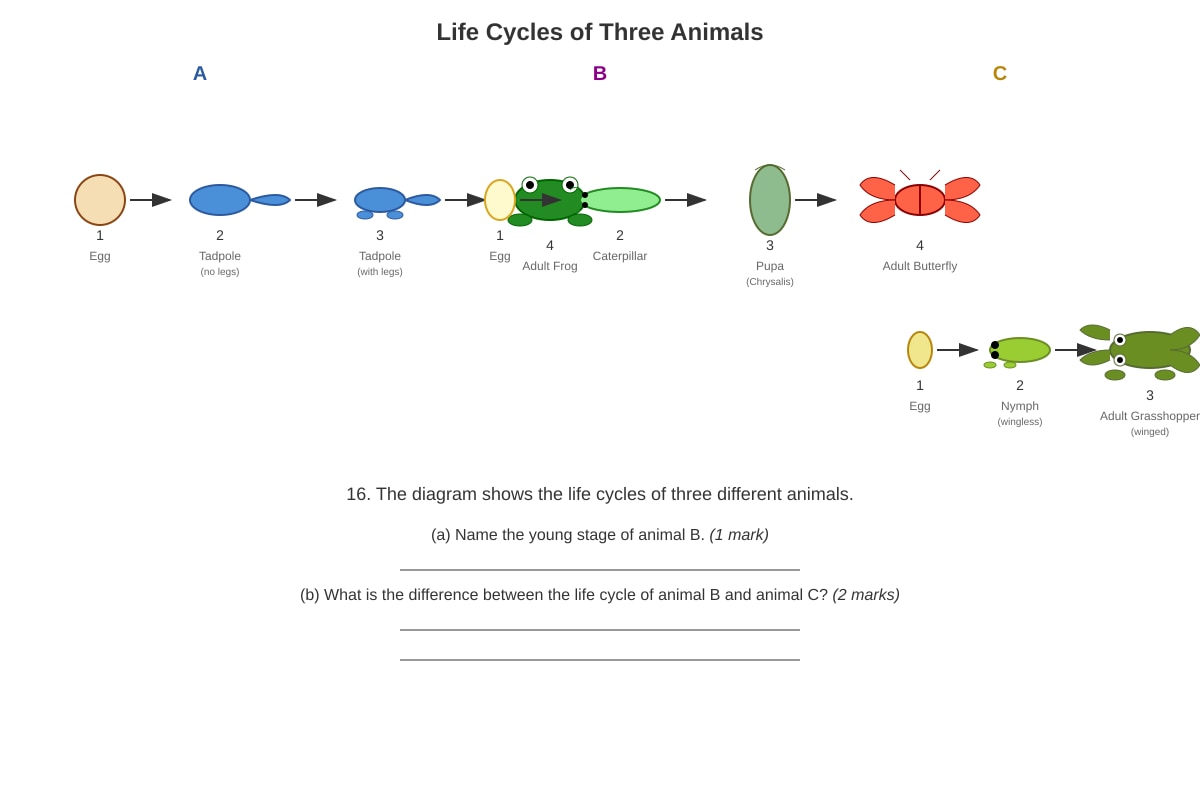 Diagram for Q16 (P4 Science)