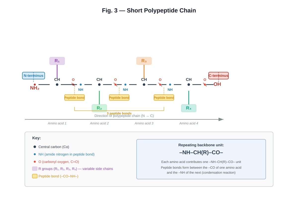 Diagram for Q13 (ALEVEL Biology H1)