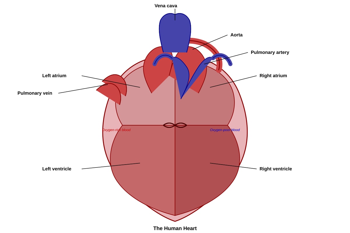 Diagram for Q33 (P5 Science)