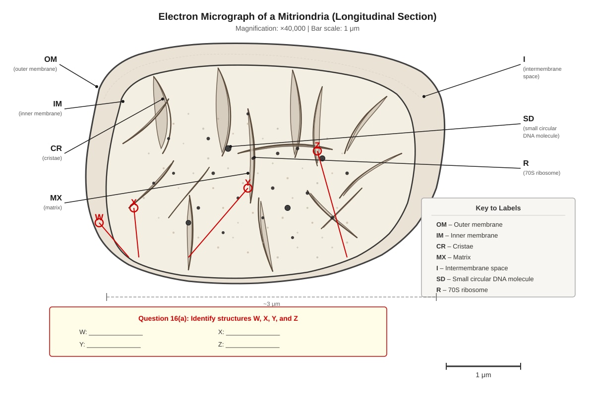 Diagram for Q16 (SEC3 Biology)