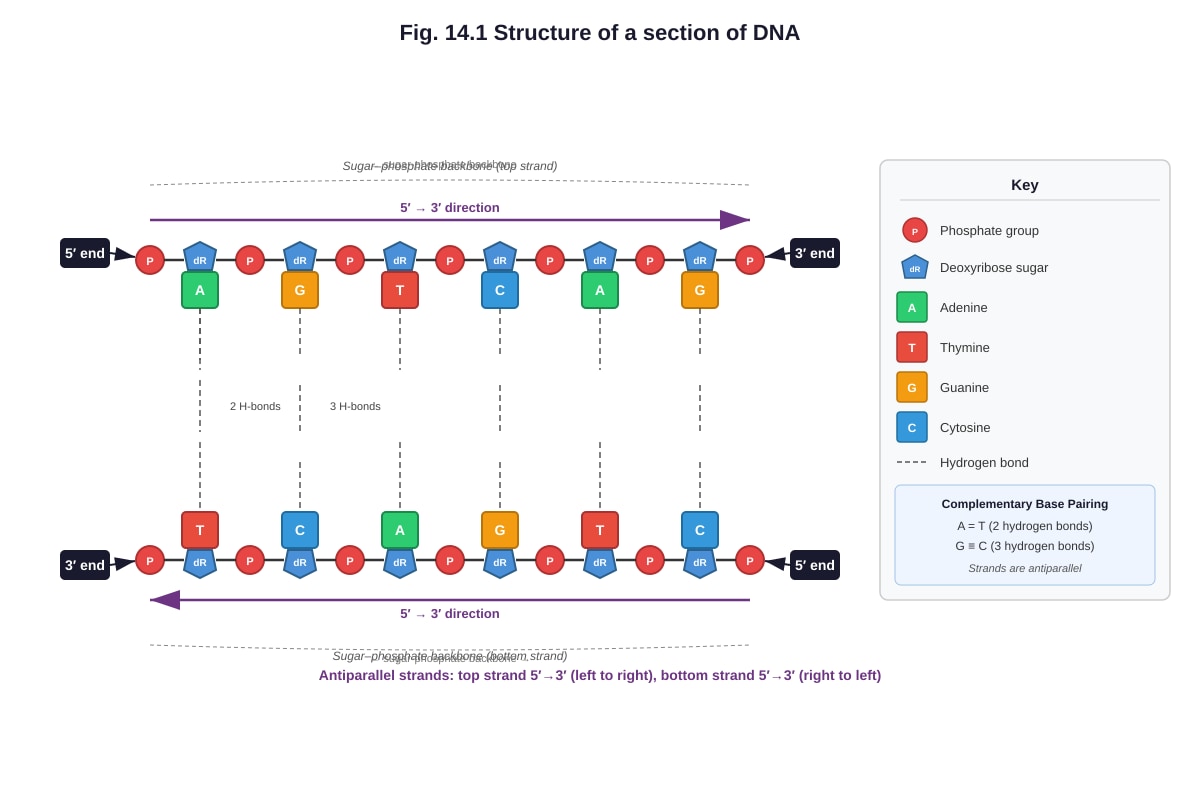 Diagram for Q14 (ALEVEL Biology H2)