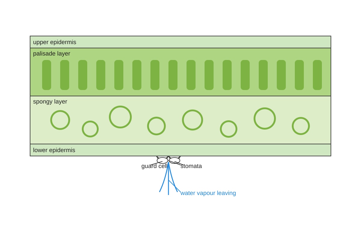 Diagram for Q15 (SEC3 Combined Science)
