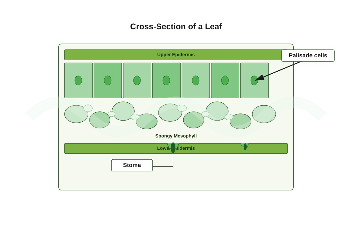 Diagram for Q13 (P4 Science)