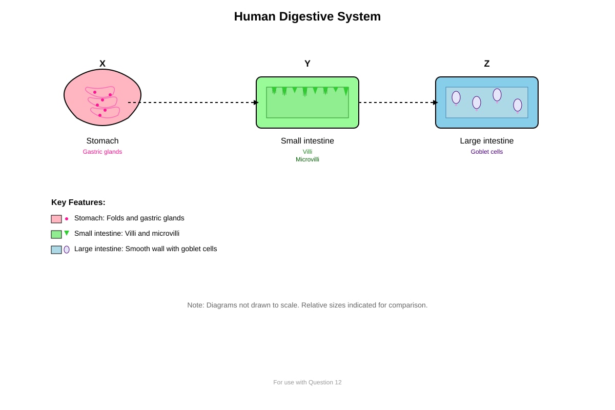 Diagram for Q12 (P6 Science)