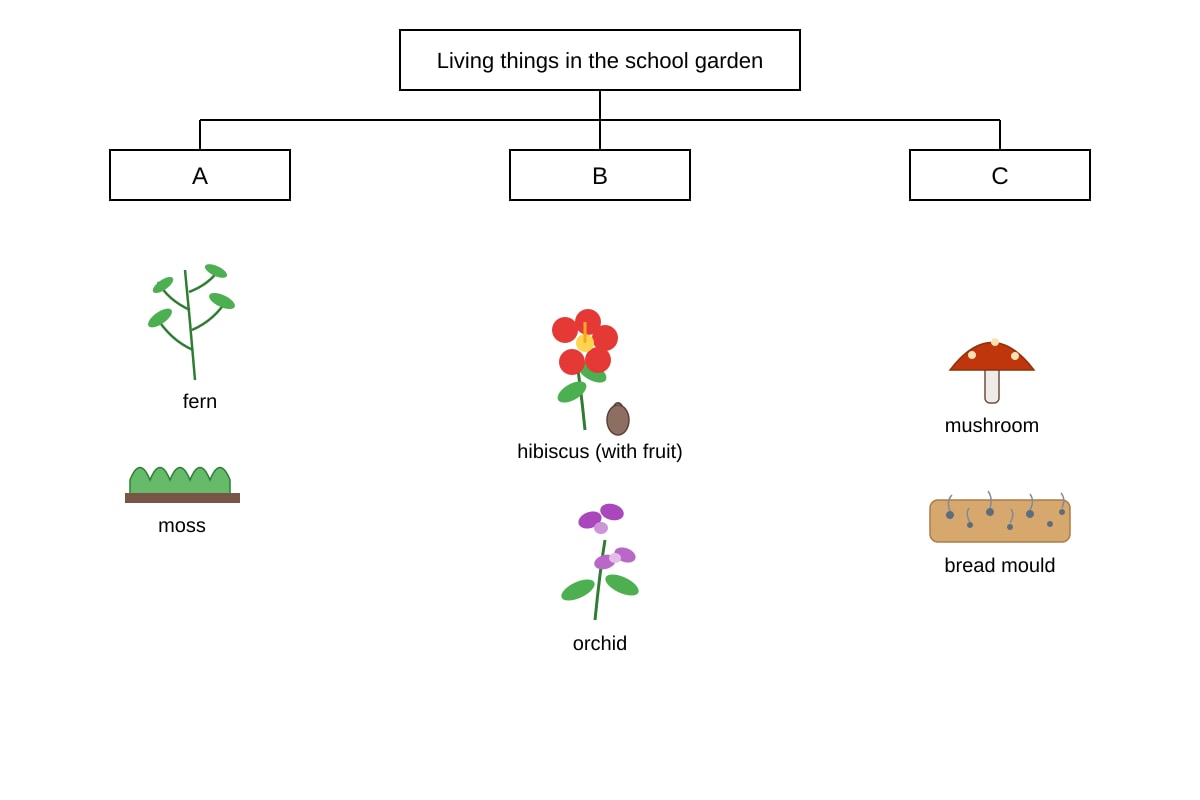 Diagram for Q16 (P5 Science)