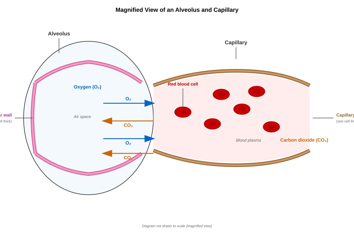 Diagram for Q11 (P6 Science)