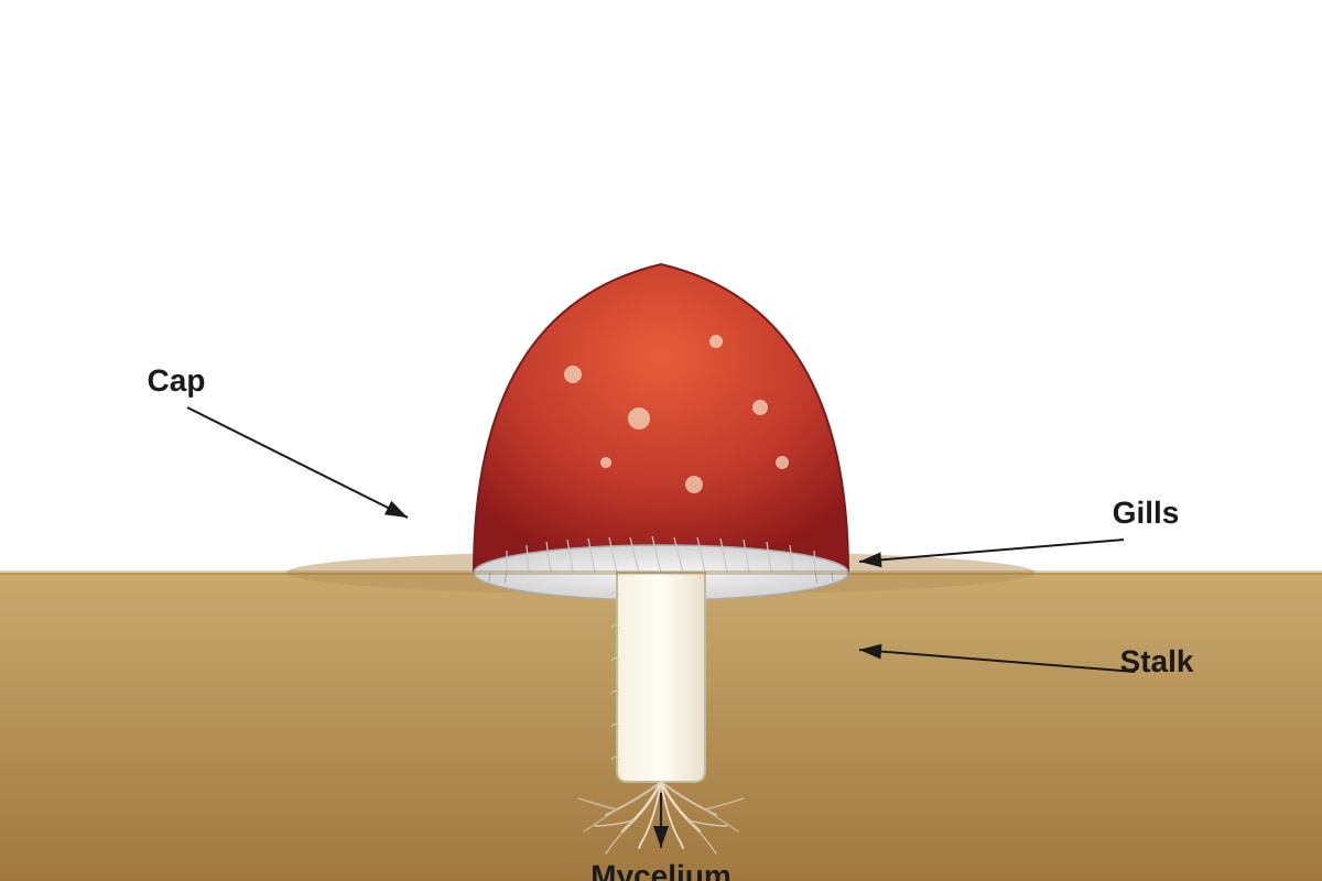 Diagram for Q9 (P4 Science)