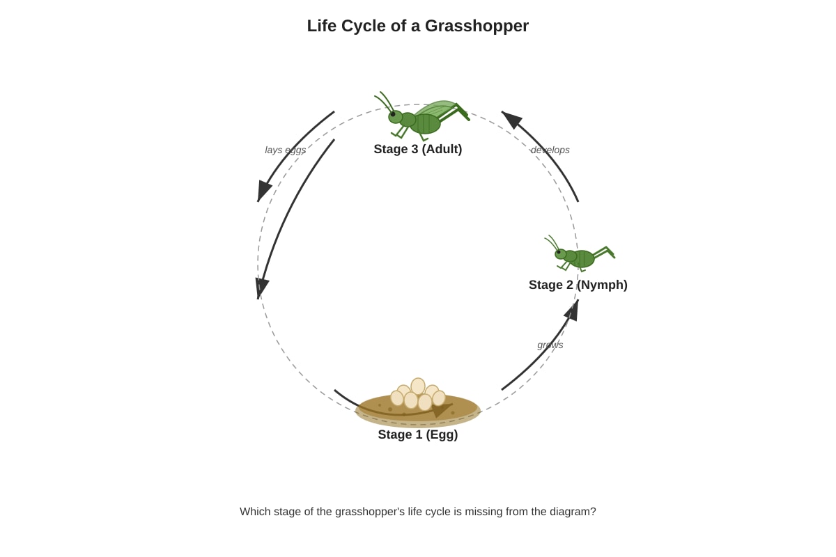 Diagram for Q6 (P4 Science)