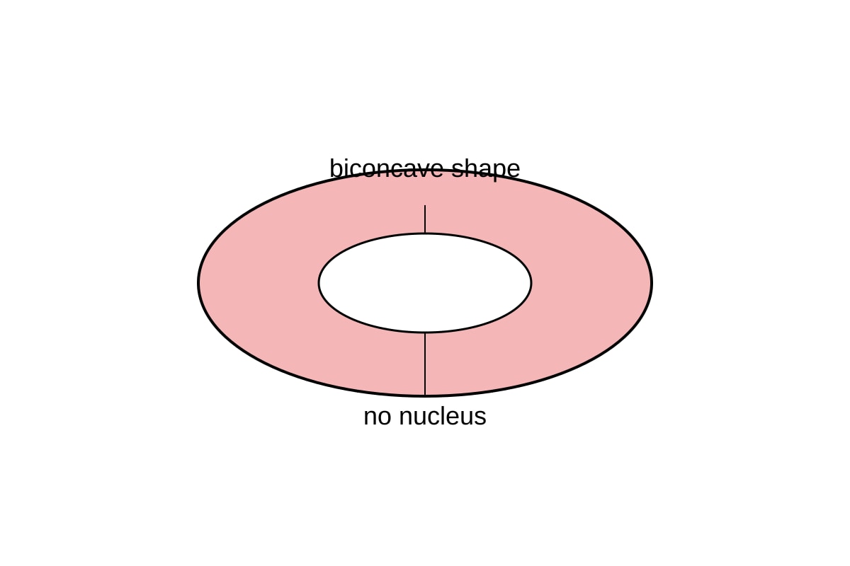 Diagram for Q6 (SEC4 Combined Sci Bio)