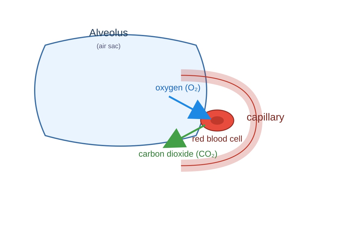 Diagram for Q16 (SEC4 Combined Sci Bio)