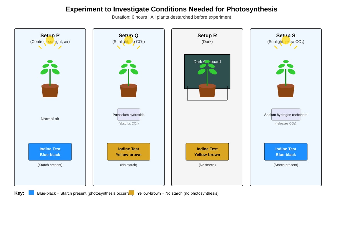 Experimental Setup for Q19 (P6 Science)