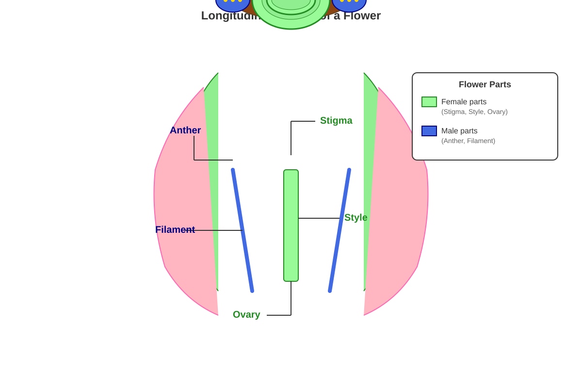Diagram for Q2 (P5 Science)