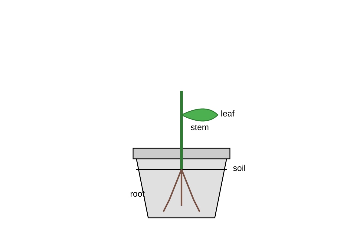 Diagram for Q15 (P4 Science)