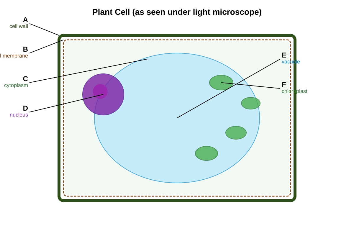Diagram for Q11 (SEC3 Biology)
