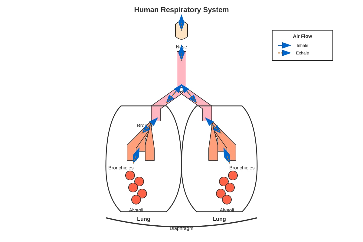 Diagram for Q25 (P6 Science)