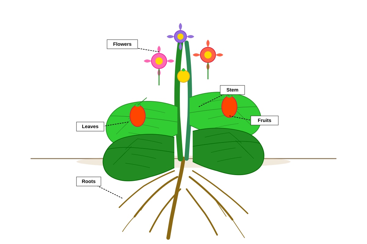 Diagram for Q10 (P4 Science)