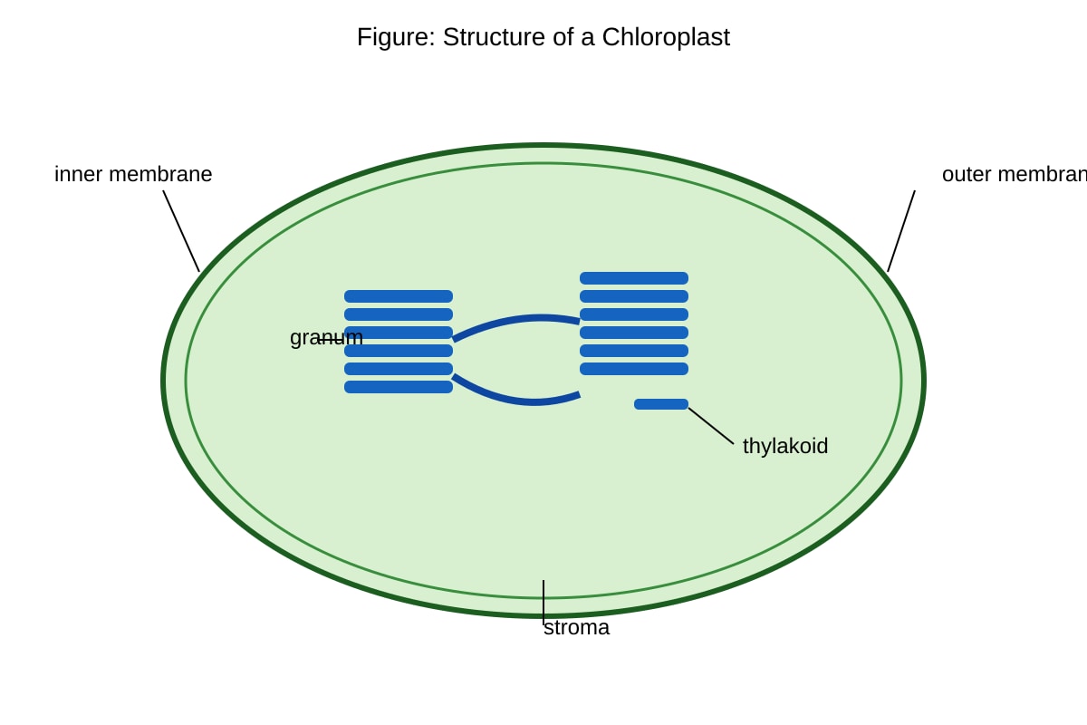 Diagram for Q15 (ALEVEL Biology H1)
