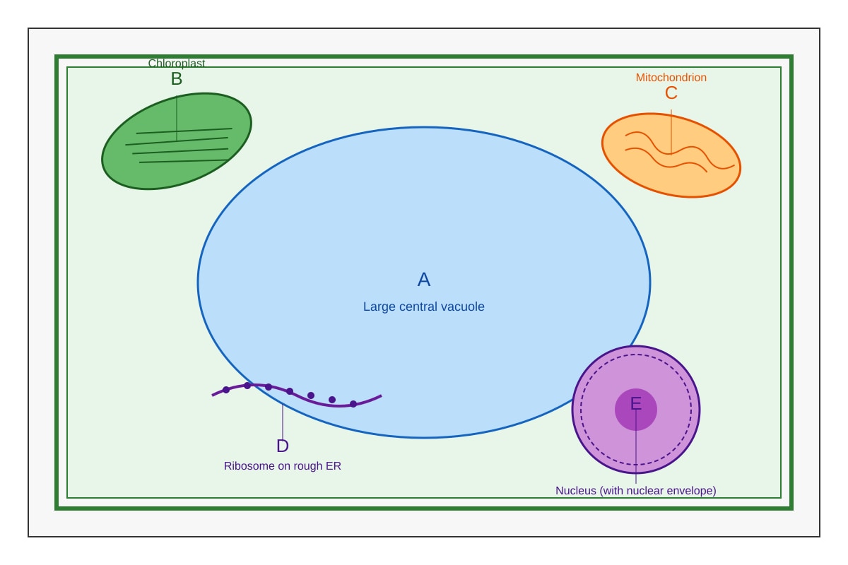 Diagram for Q11 (SEC4 Pure Biology)