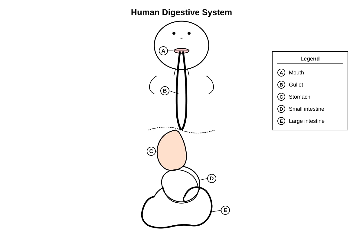 Diagram for Q11 (P4 Science)