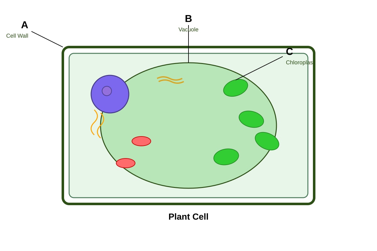 Diagram for Q2 (P5 Science)